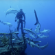 OCEAN FILM TOUR